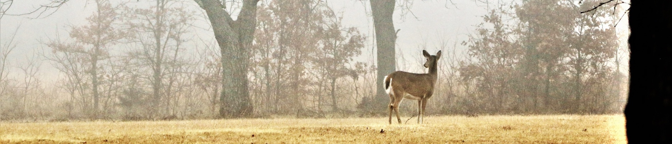 Deer 2