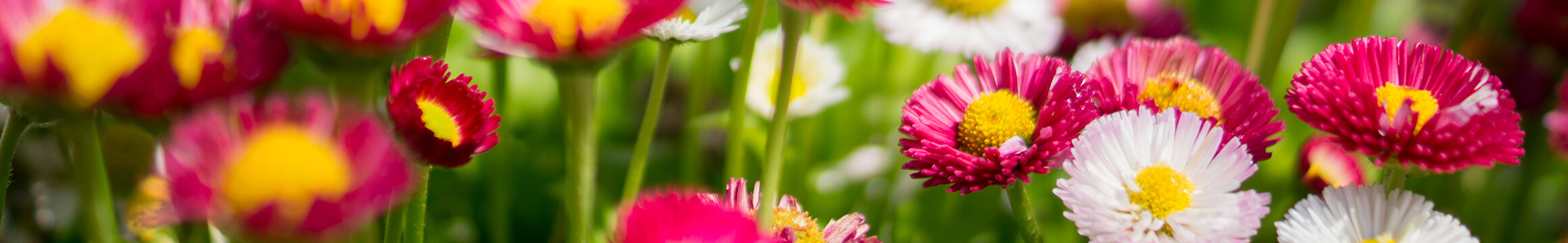 Floral 06