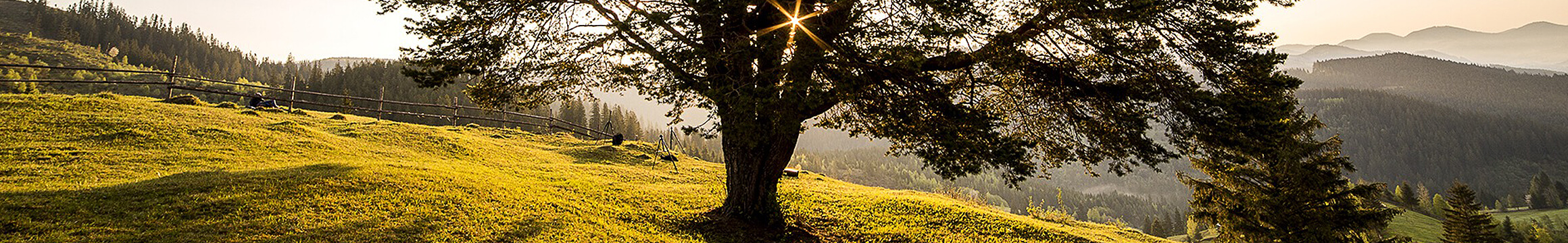 Landscapes 15