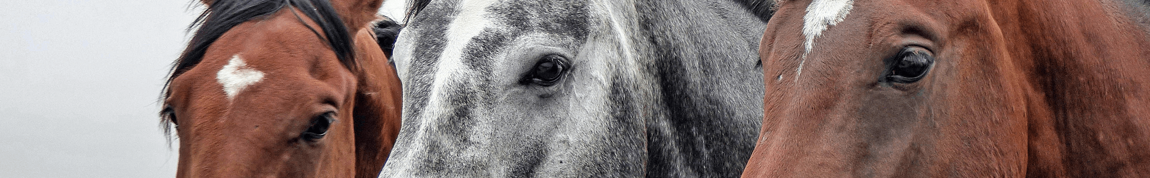 Horses